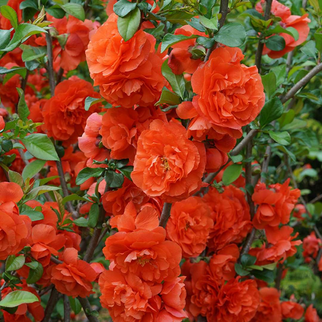 Close up of branch covered in large Double Take Orange quince blooms